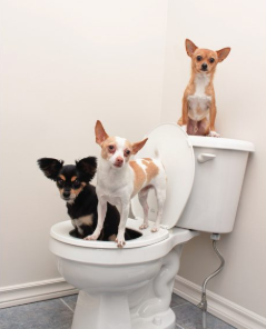 チワワ トイレと寝床