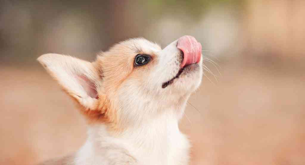 チワワ犬は臭いに敏感？フリーズしているときはフレーメン反応が関係している