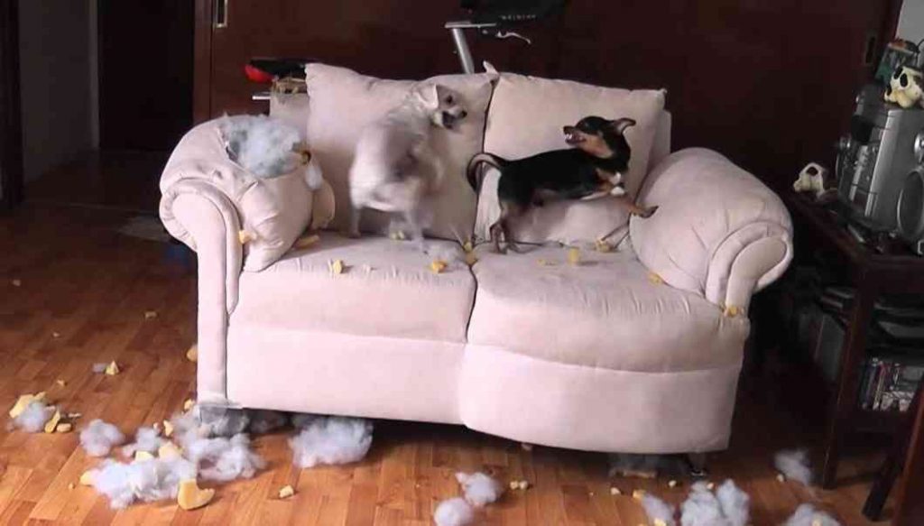 犬チワワがソファーを噛む癖で困っていませんか