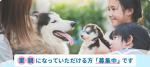 埼玉でチワワの里親になるには？県内で保護犬チワワに会える場所はこちら